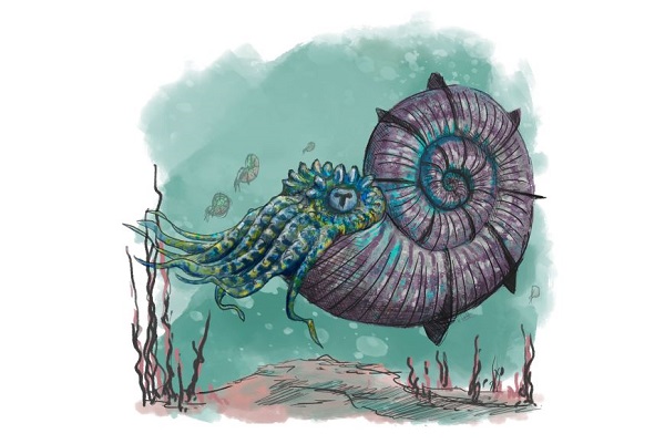 Ammonite artwork